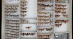 Noctuidae 72