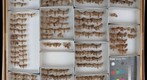 Noctuidae 73