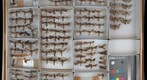 Noctuidae 75