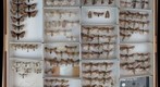Noctuidae 74