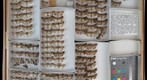 Noctuidae 76