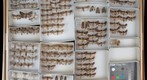Noctuidae 77