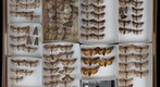 Noctuidae 79