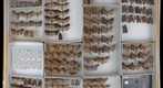 Noctuidae 81