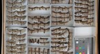 Noctuidae 80