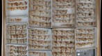 Noctuidae 84