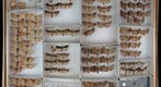 Noctuidae 83