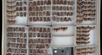 Noctuidae 82