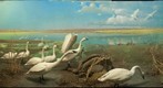 Bell Museum: Tundra Swans