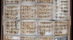 Noctuidae 85