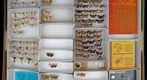 Noctuidae 87
