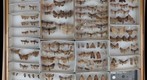 Noctuidae Receiving 1
