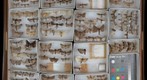 Noctuidae Receiving 2