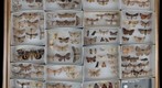 Noctuidae Receiving 15