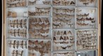 Noctuidae Receiving 18
