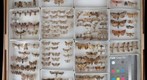 Noctuidae Receiving 3