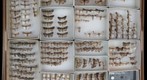 Noctuidae Receiving 4