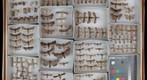 Noctuidae Receiving 5