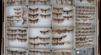 Noctuidae Receiving 7