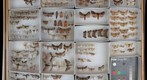 Noctuidae Receiving 6