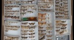 Noctuidae Receiving 8
