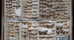 Noctuidae Receiving 16
