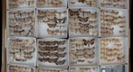 Noctuidae Receiving 20