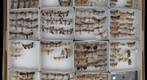 Noctuidae Receiving 9