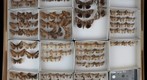 Noctuidae Receiving 10