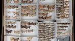 Noctuidae Receiving 11
