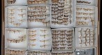 Noctuidae Receiving 12