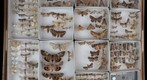 Noctuidae Receiving 13