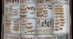 Noctuidae Receiving 14