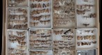 Noctuidae Receiving 22