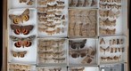 Noctuidae Receiving 17
