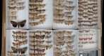 Noctuidae Receiving 19