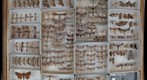 Noctuidae Receiving 21