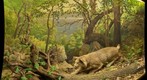 Bell Museum: Bobcat