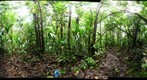 110203 - Inselberg Camp, Nouragues Field Station, French Guiana, Sampling on the Inselberg