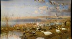 Bell Museum: Snow Geese