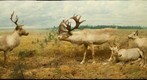 Bell Museum: Caribou