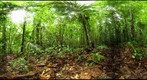 110205 - Inselberg Camp, Nouragues Field Station, French Guiana, Sampling on the RG trail near Pont Neuf