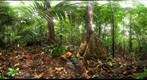 110207 - Inselberg Camp, Nouragues Field Station, French Guiana, Sampling on the Petit Plateau (I/XXIII)