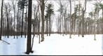 Dairy Bush GigaPan - 77 - Feb 16 2011