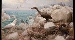 Bell Museum: Cormorant and Herring Gull