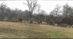 Zebras Nashville Zoo