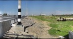 Tel Aviv Haifa road_sheep