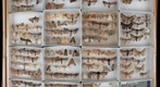 Noctuidae Receiving 23