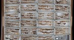 Noctuidae Receiving 24