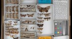 Noctuidae Receiving 25